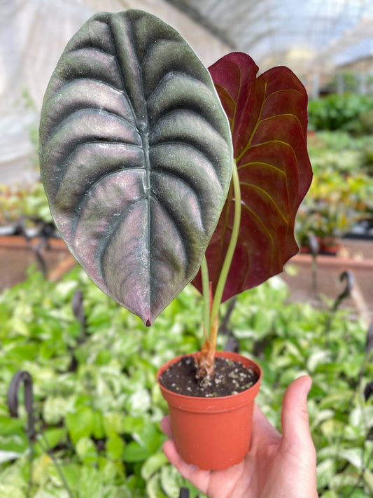 Alocasia 'Red Secret' - 4"