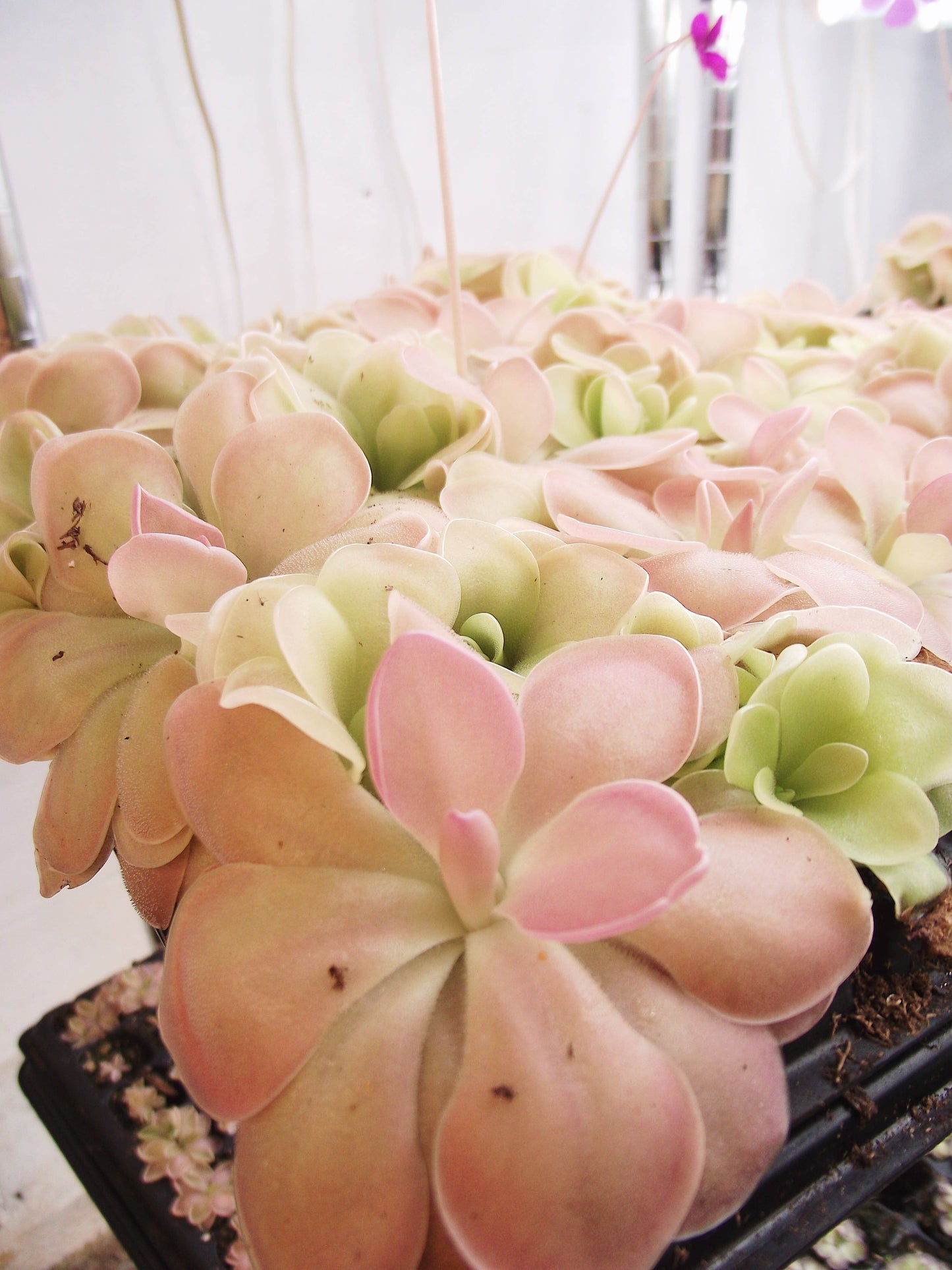 Pinguicula (Butterwort) Carnivorous Plant