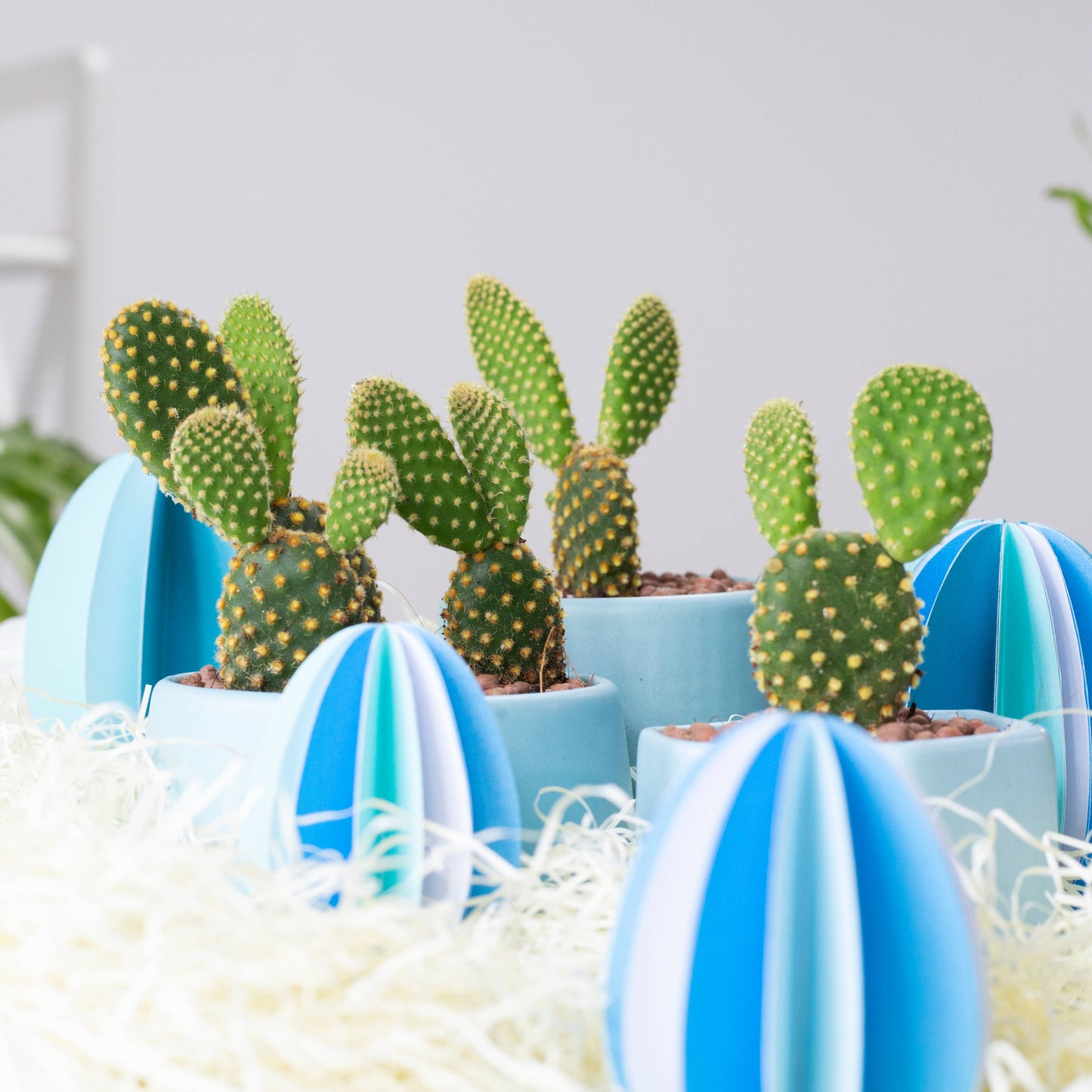 Golden Angel Wing Cactus