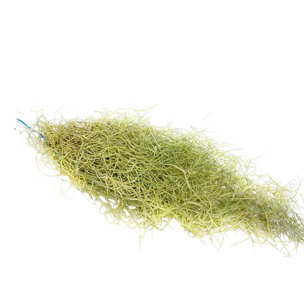Spanish Moss Usneoides Air Plant, Fairy's Hair Live Plant: Clump 8-10'' long