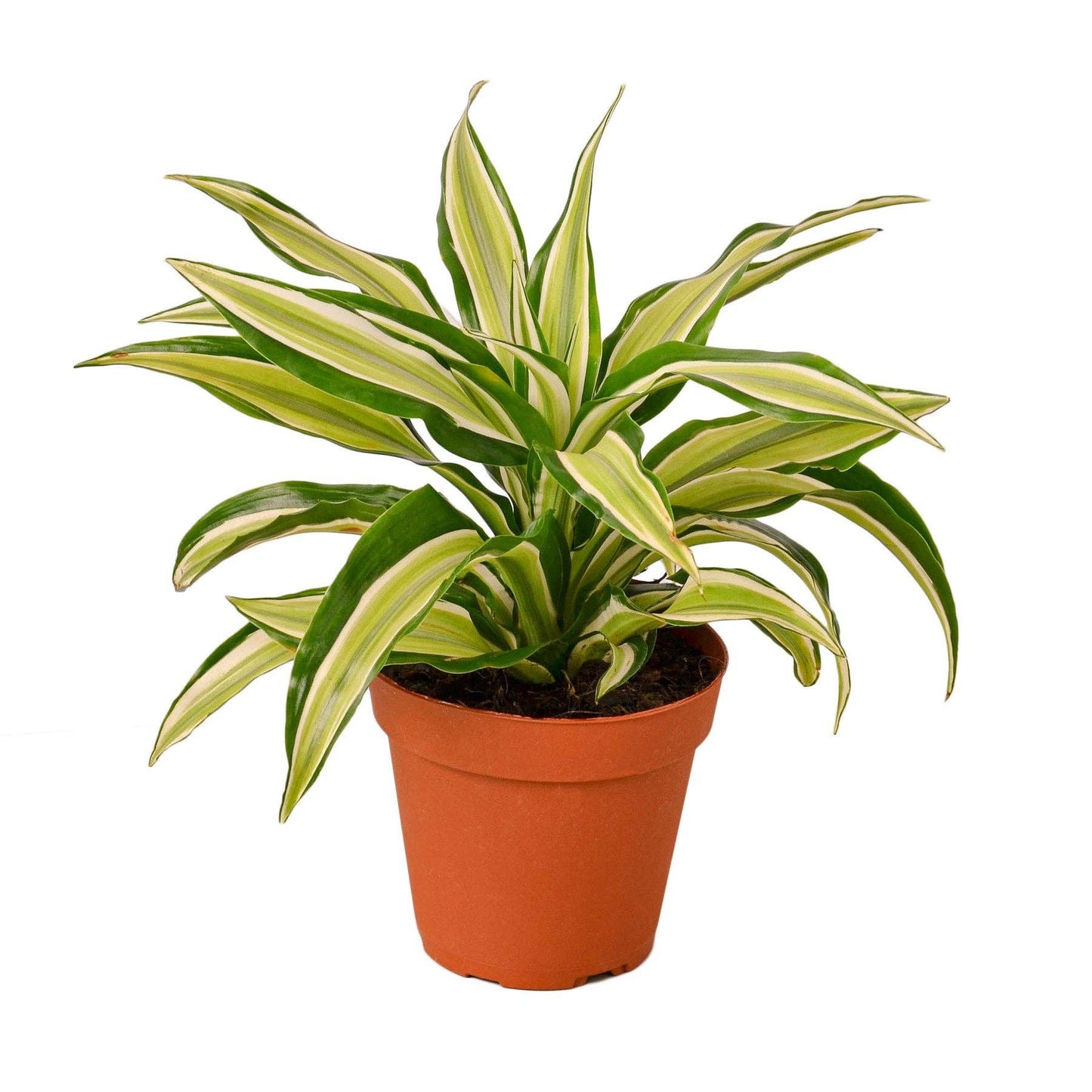 Dracaena 'Malaika' - Live Dragon Tree Plant: 4"