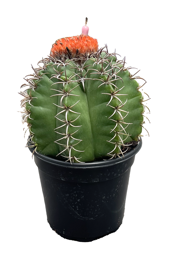 Melocactus Matanzanus Cactus 6"