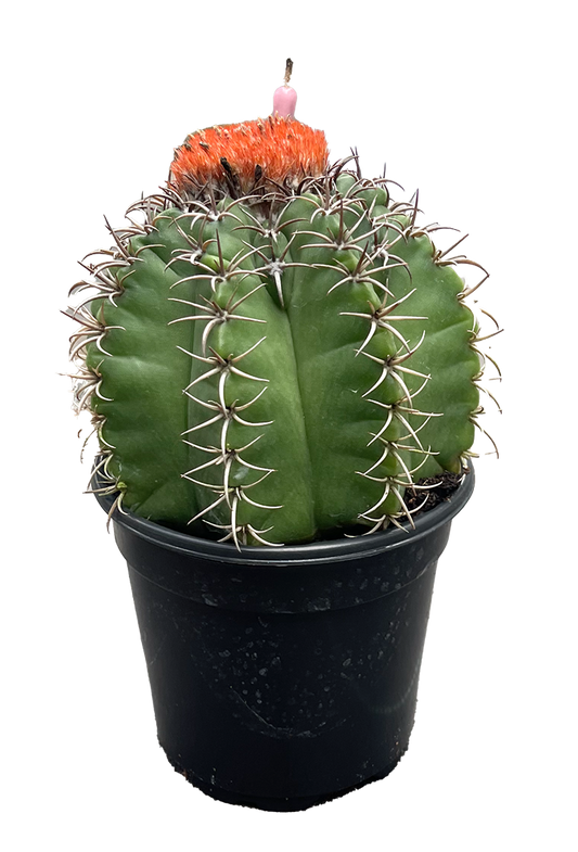 Melocactus Matanzanus Cactus 6"