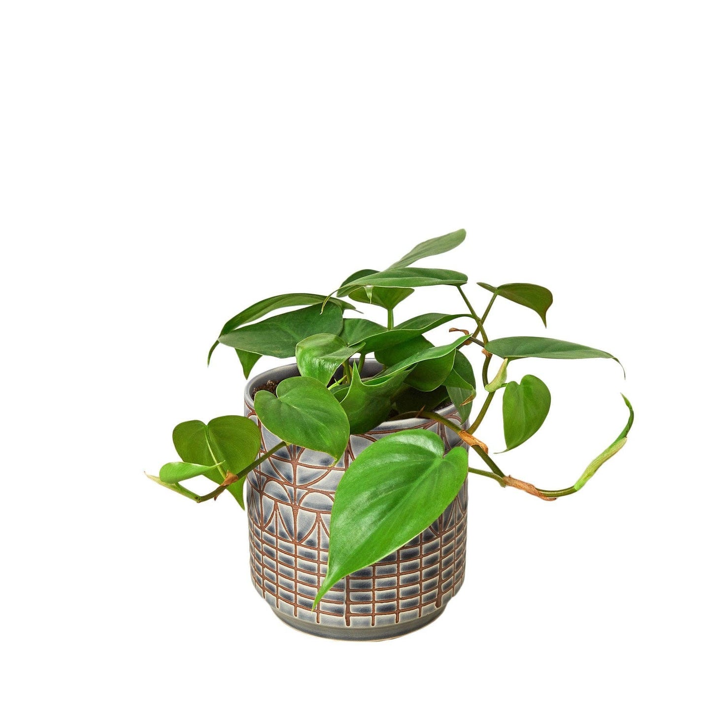 Philodendron Cordatum Heartleaf: 4" Pot