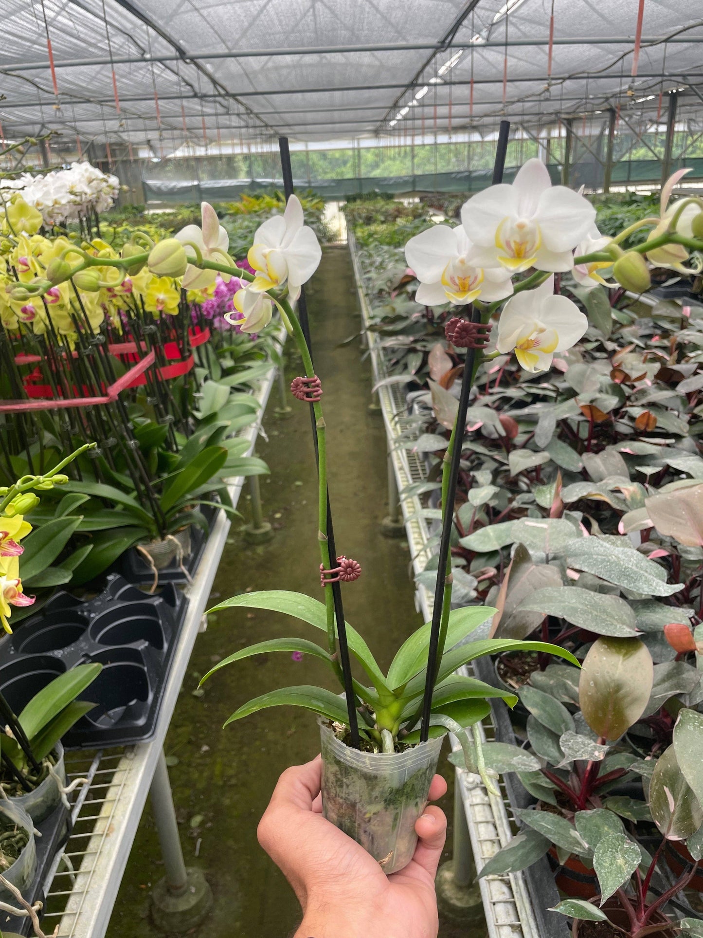 Orchid 'White Phalaenopsis': 5" Pot / Single Spike