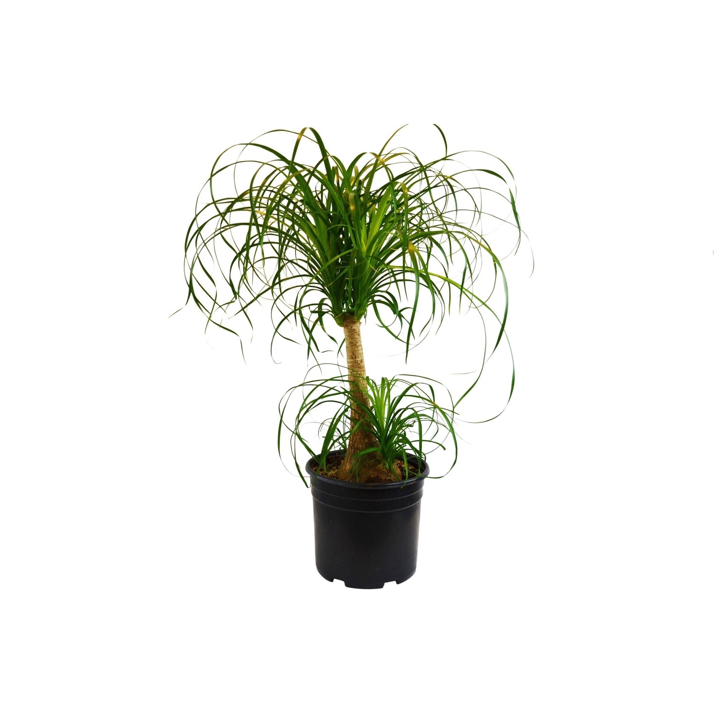 Palm Ponytail: 6" Pot