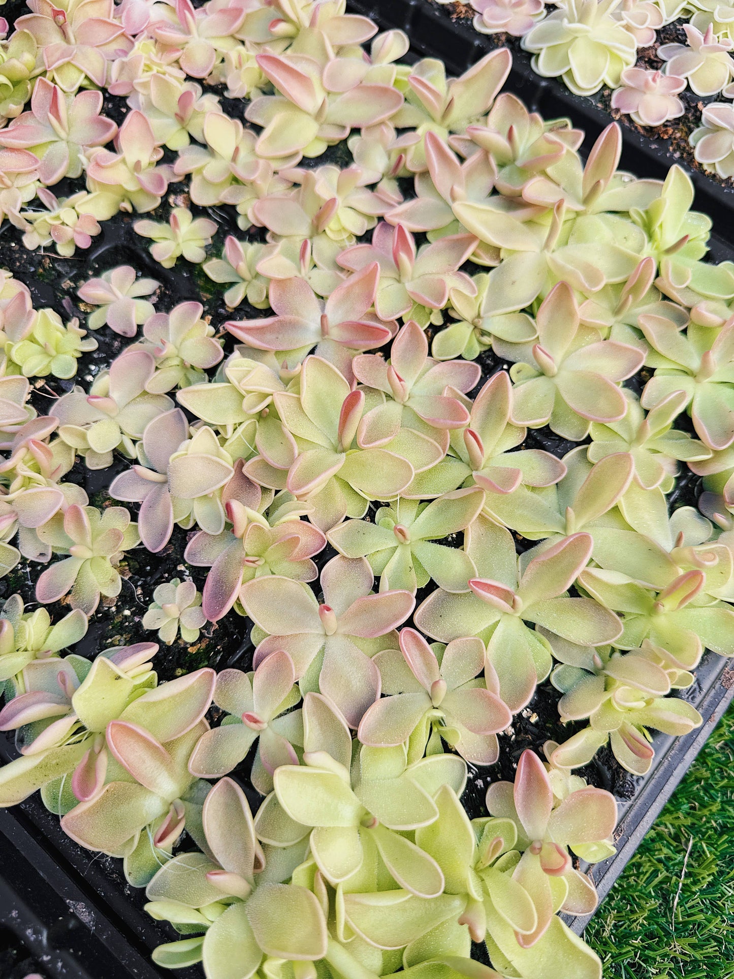 Pinguicula (Butterwort) Carnivorous Plant