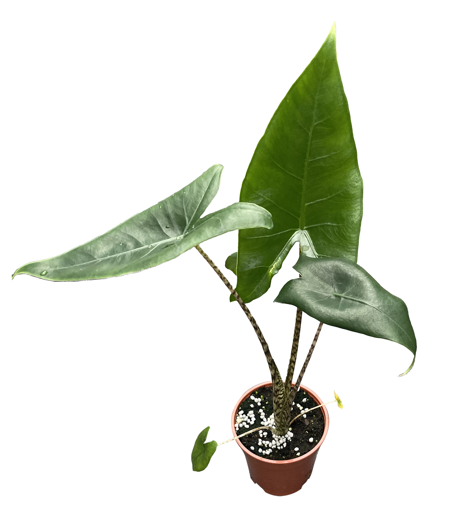 Alocasia Zebrina 4"