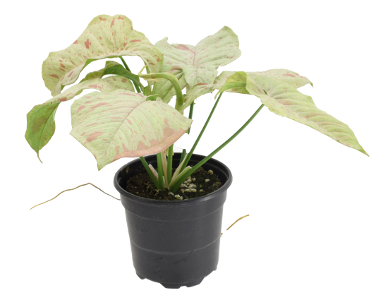 Syngonium Milk Confetti 4"
