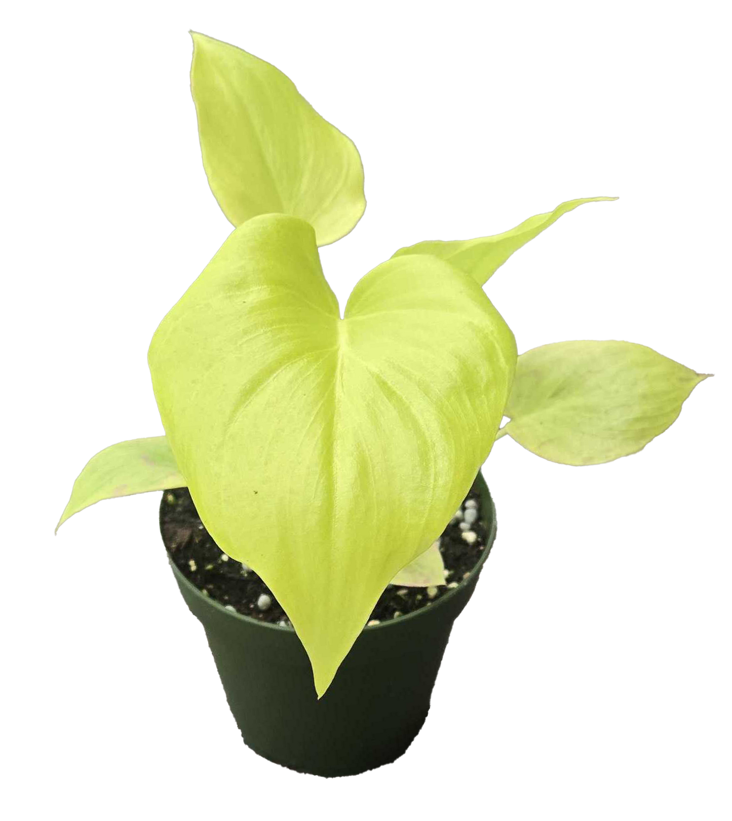 Philodendron Warscewiczii 4"