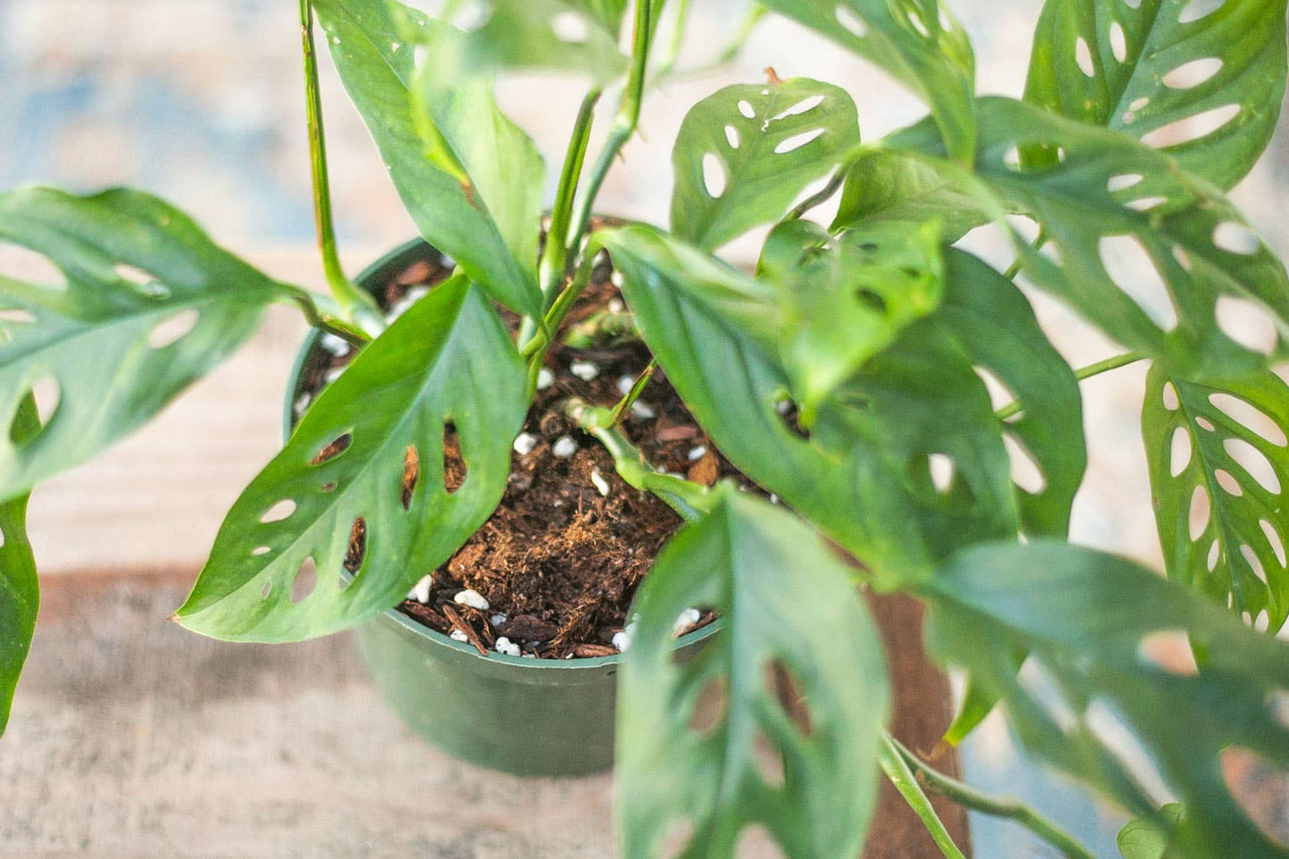 Soil 4 Qt