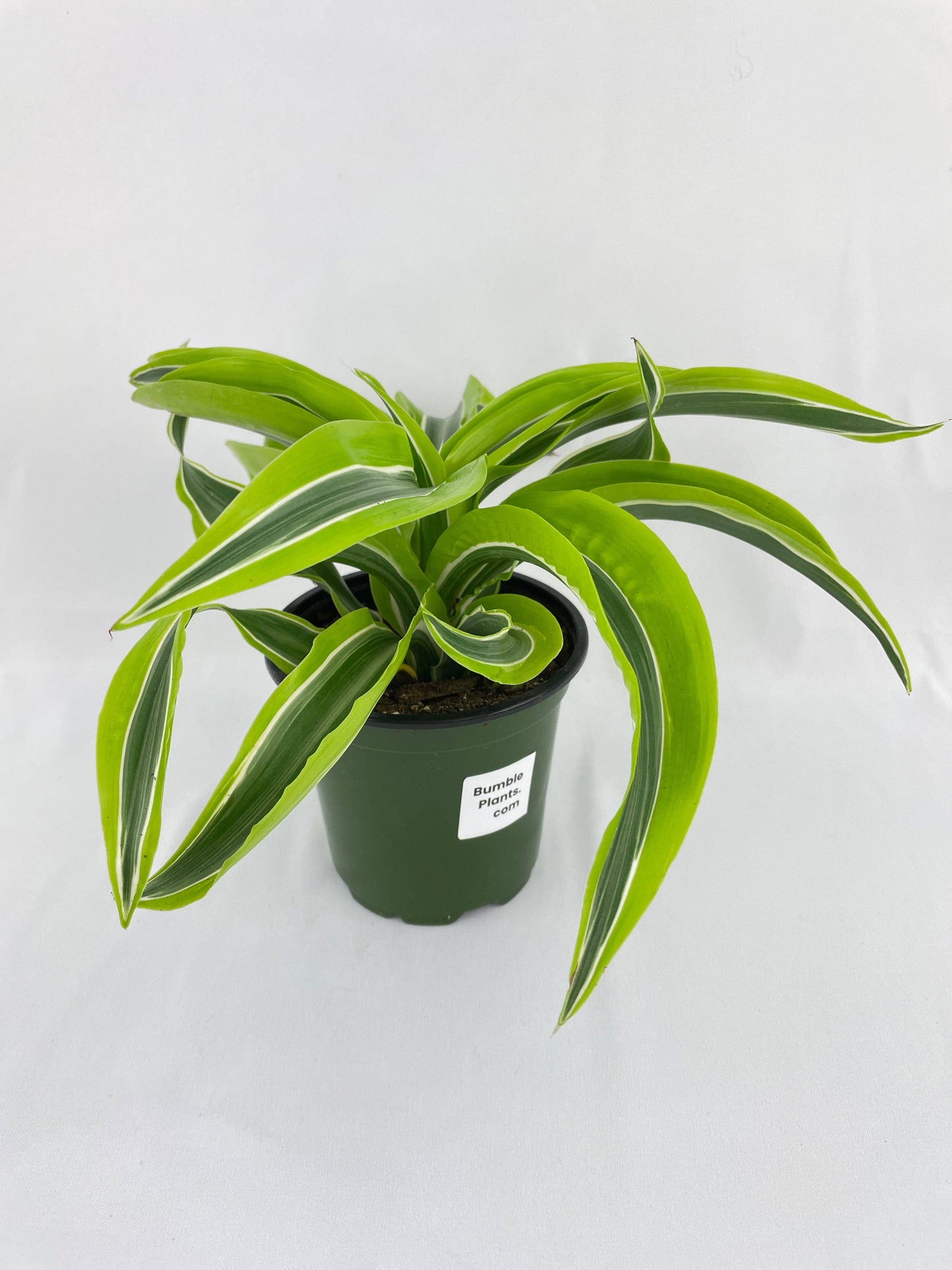 Dracaena Lemon Lime