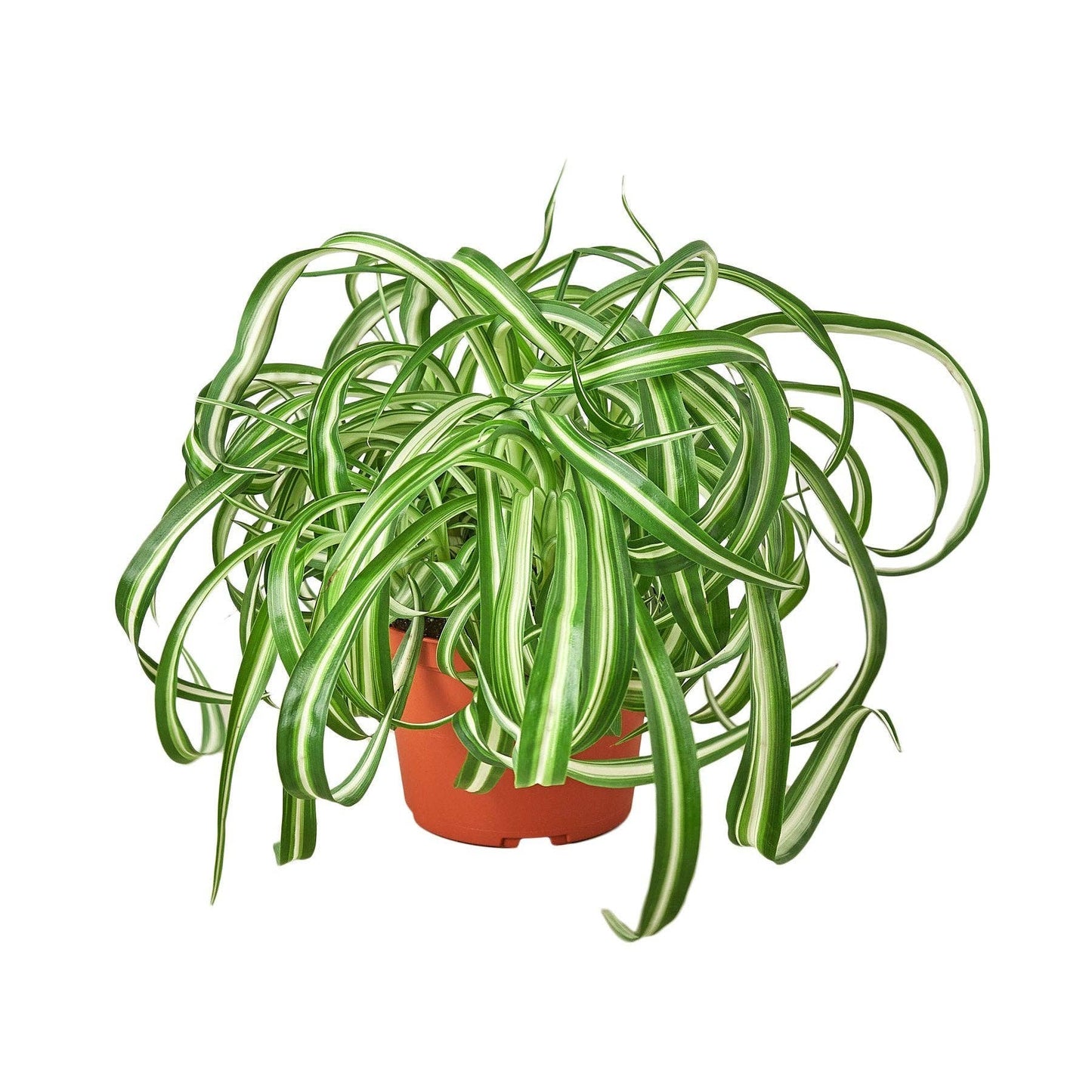 Spider Plant 'Bonnie': 4" Pot