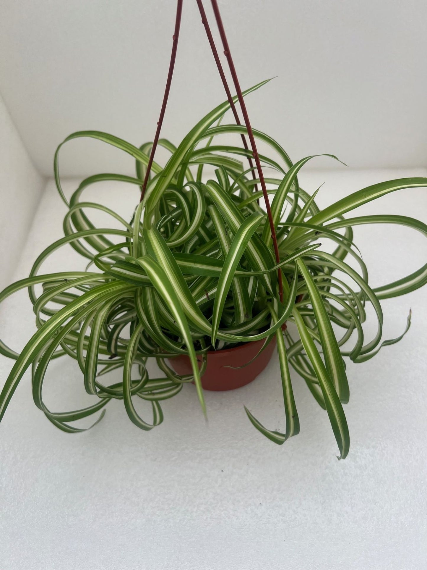 6" Bonnie Spider